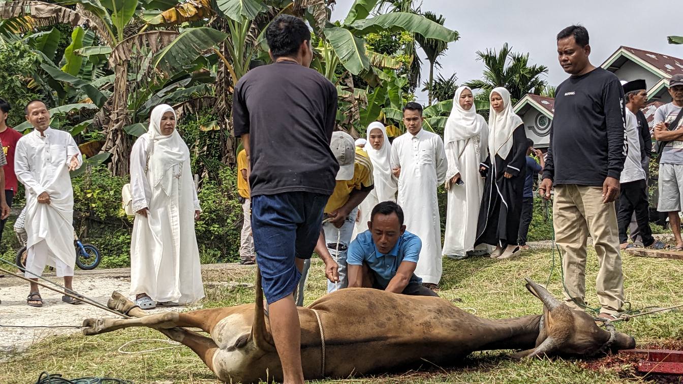 Warga Dusun Mulia Semarakkan Idul Adha 1446 H dengan Penyembelihan Tujuh Ekor Sapi
