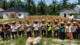 Polsek Rimba Melintang Panen Raya Jagung Serentak Dukung Ketahanan Pangan Nasional
( Photo : Ilyas )