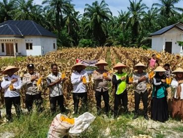 Polsek Rimba Melintang Panen Raya Jagung Serentak Dukung Ketahanan Pangan Nasional
( Photo : Ilyas )