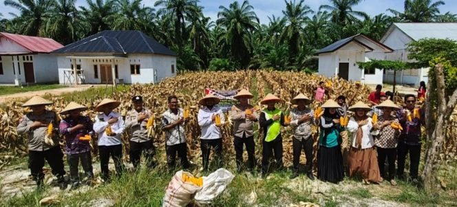 
					Polsek Rimba Melintang Panen Raya Jagung Serentak Dukung Ketahanan Pangan Nasional
( Photo : Ilyas )
