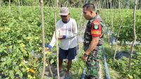 Babinsa Koramil 0321-06/Tanjung Medan Sertu Charlis melaksanakan pendampingan ketahanan pangan tanaman tomat di lahan milik petani di Kepenghuluan Teluk Nayang, Kecamatan Pujud, Kabupaten Rokan Hilir. (Foto/Ist)