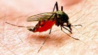 Ilustrasi malaria1
