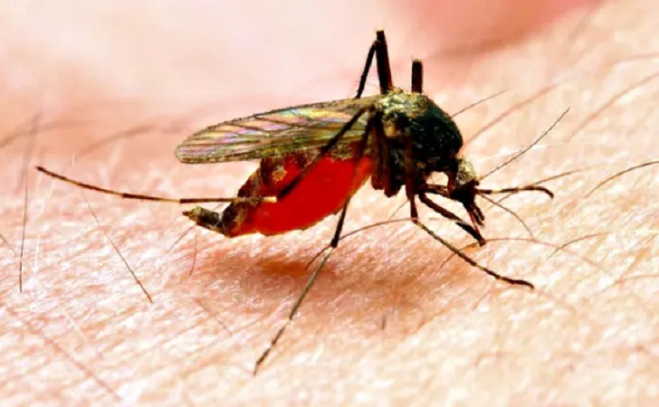 Ilustrasi malaria1